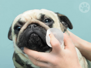 Pug limpando as dobras