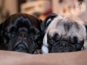 Pug macho e fêmea