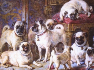 Pug origem da raça