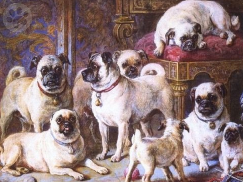 Pug origem da raça