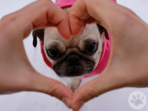 Pug reforço positivo