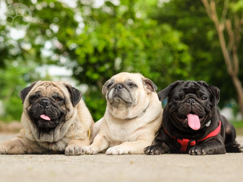 Pug tipos e cores