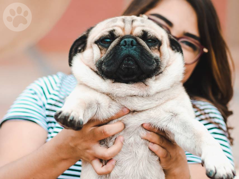 Pug adoção