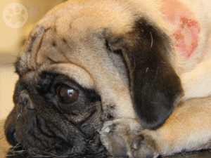Pug com alergia na pele