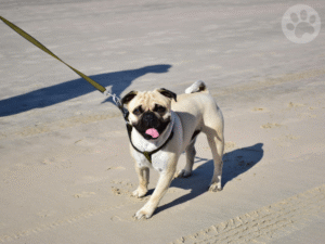 Pug andando na areia da praia