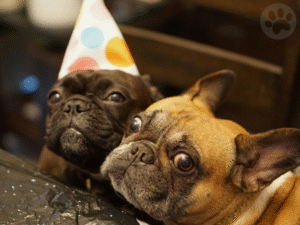 Pug e Bulldog Francês sentados juntos