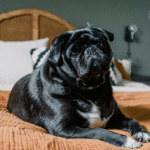 Pug deitado na cama do tutor