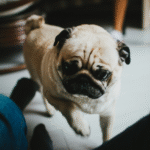 Pug como um cão de terapia
