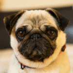 Pug saudável após a castração