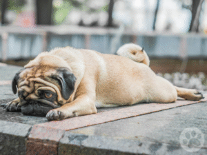 Pug com cauda enrolada