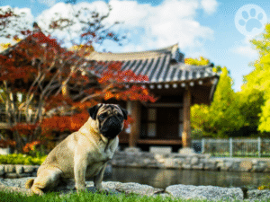 Pug descansando em um jardim inspirado na China Imperial