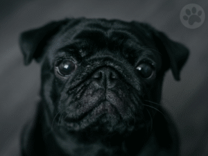 Pug respirando confortavelmente após cirurgia de nariz e palato