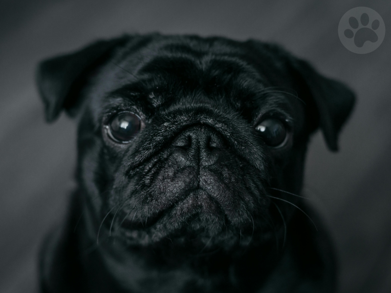 Pug respirando confortavelmente após cirurgia de nariz e palato