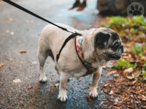 Pug usando coleira peitoral confortável