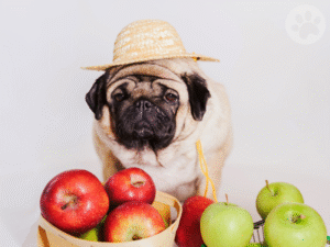 Pug come frutas