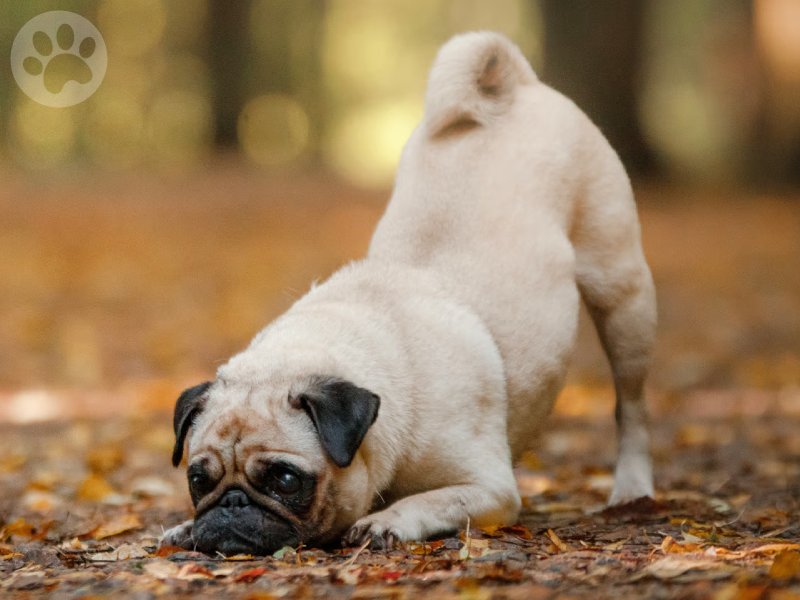 Pug comendo pelos