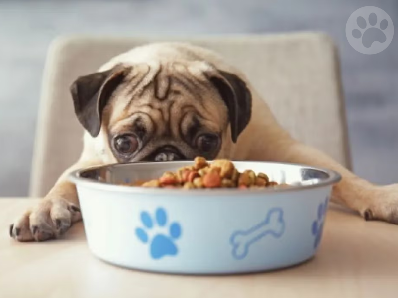 Pug comida