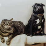 Pug convivendo com um gato