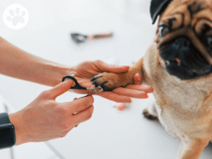 Pug cortando unhas