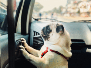 Pug dentro de um carro olhando pela janela com segurança