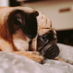 Pug deitado com expressão tranquila