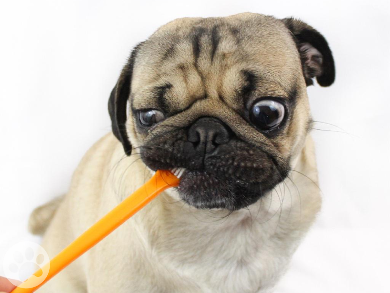 Pug escovando dentes