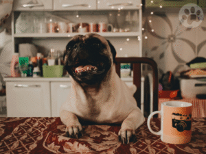 Pug esperando petiscos caseiros saudáveis