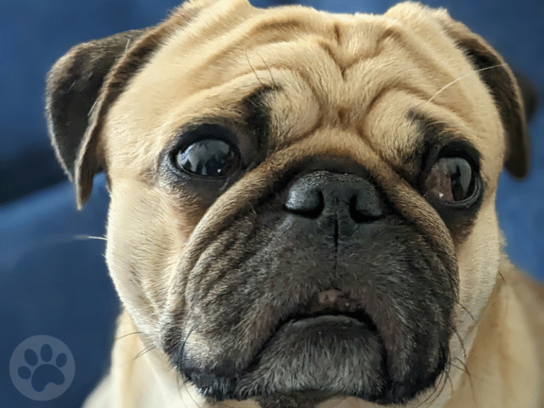 Pug com espirro reverso