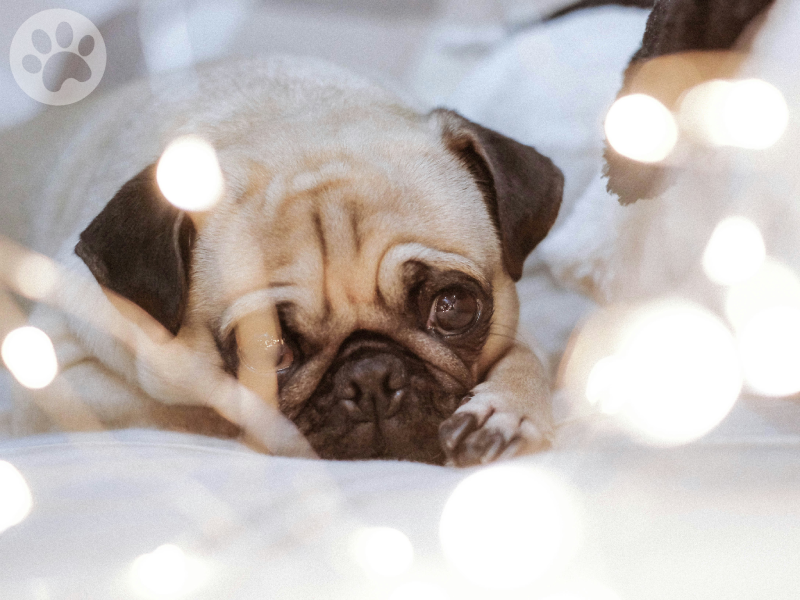 Pug feliz deitado em uma cama