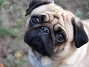 Pug focinho