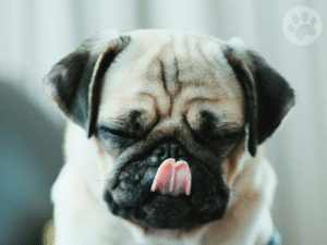 Pug lambendo o nariz