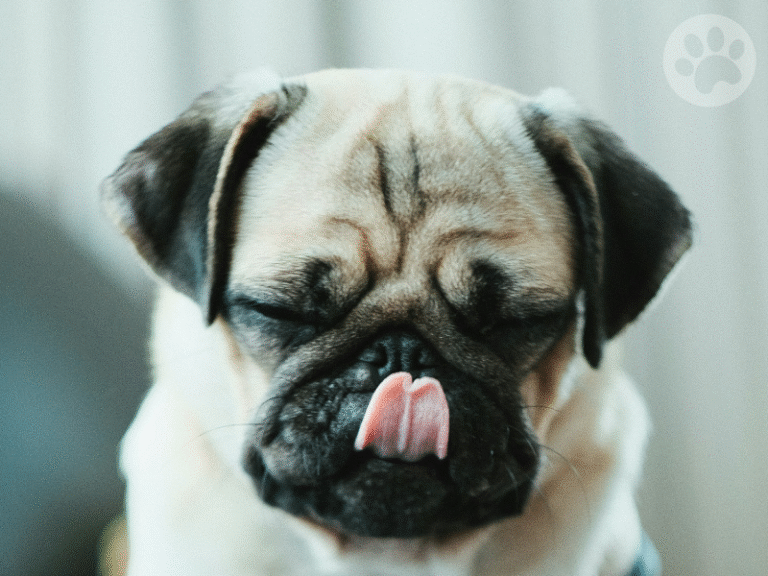 Pug lambendo o nariz