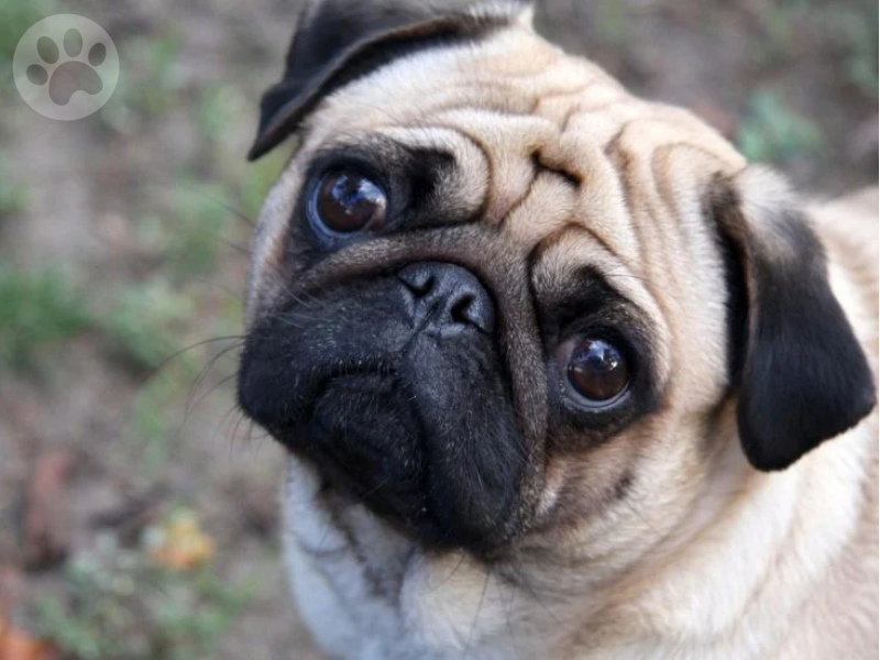 Pug focinho