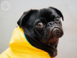 Pug posando para fotografia