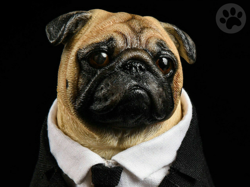 Pug Frank do MIB