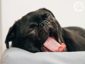 Pug dormindo em uma caminha