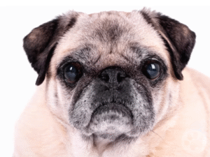 Pug idoso