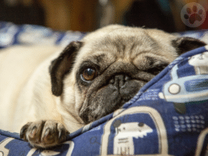 Pug idoso e feliz deitado em uma cama macia