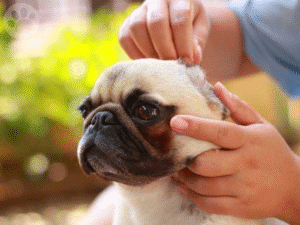 Pug limpando orelhas