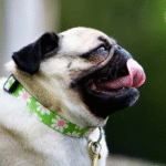 Pug com expressão engraçada mostrando a lingua