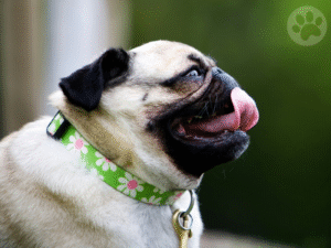 Pug com expressão engraçada mostrando a lingua