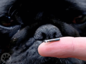 Pug olhando microchip