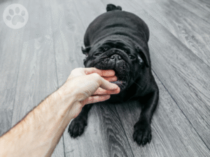 Pug mordendo o dedo do tutor