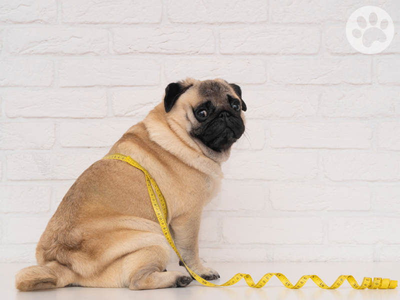Pug obesidade