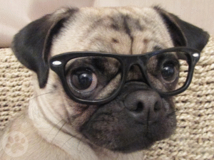 Pug óculos