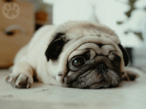 Pug deitado com expressão triste