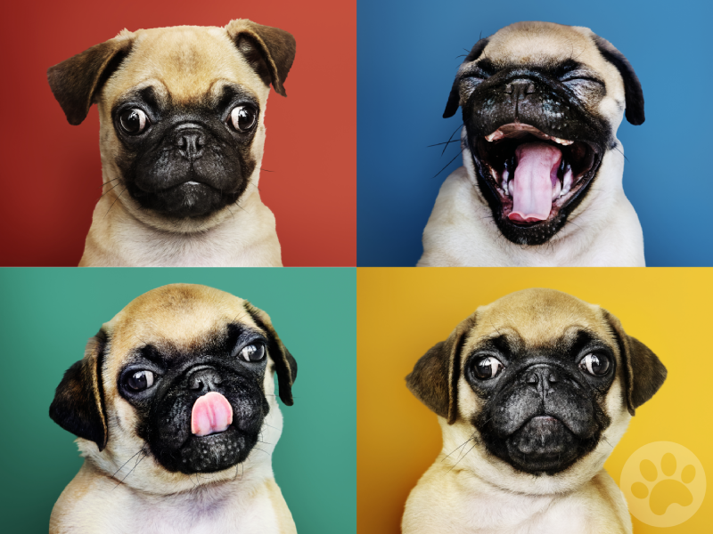 Pug em quatro retratos