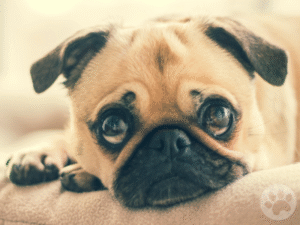 Pug com pelos saudáveis