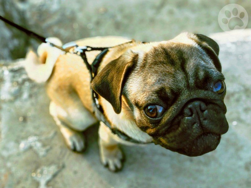 Pug de peitoral passeando em um parque