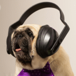 Pug usando protetor de ouvido